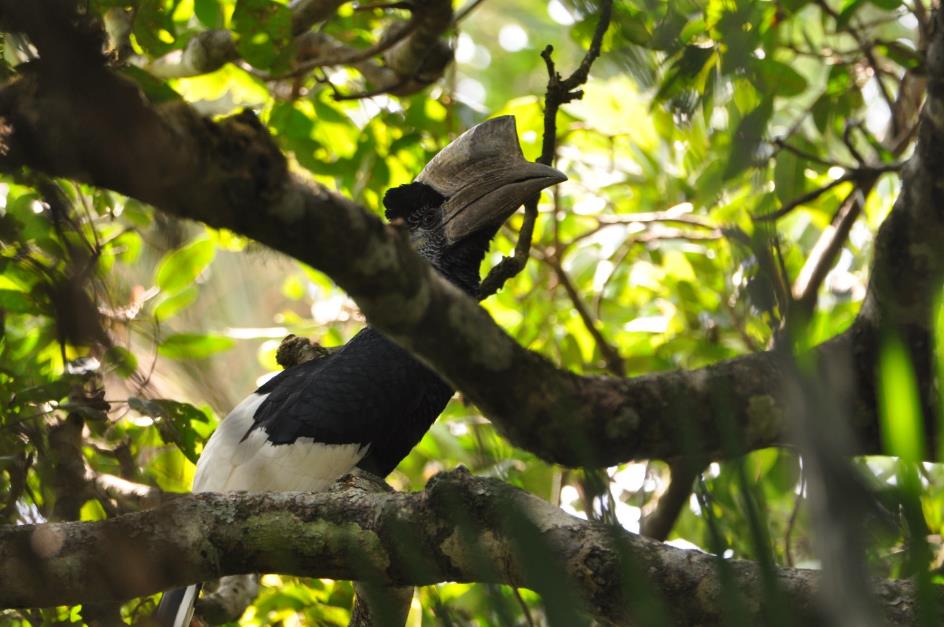 D:\DataFoto\Foto's - Reizen\2016-07-11 Oeganda Rwanda\10 Bigodi Wetlands Wandeling\OERW1597.JPG