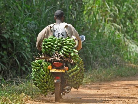 D:\DataFoto\Foto's - Reizen\2016-07-11 Oeganda - Rwanda\10 Bigodi Wetlands Wandeling\Best Of\OERW1661q.jpg