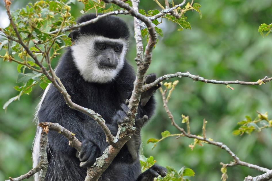 D:\DataFoto\Foto's - Reizen\2016-07-11 Oeganda - Rwanda\12 Lake Papaya Wandeling\Best Of\OERW1755y.jpg