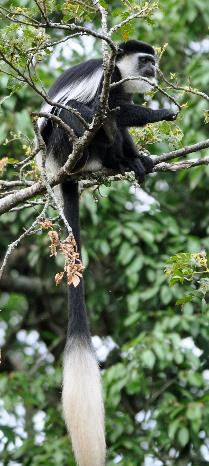 D:\DataFoto\Foto's - Reizen\2016-07-11 Oeganda - Rwanda\12 Lake Papaya Wandeling\Best Of\OERW1756q.jpg