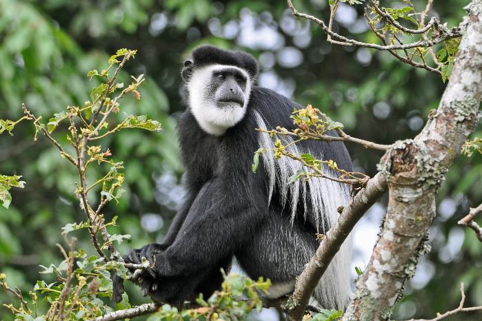 D:\DataFoto\Foto's - Reizen\2016-07-11 Oeganda - Rwanda\12 Lake Papaya Wandeling\Best Of\OERW1741y.jpg