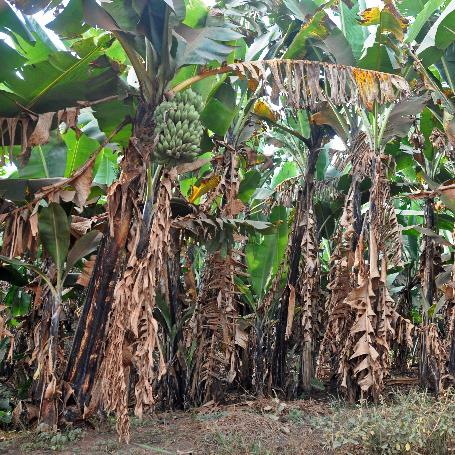 D:\DataFoto\Foto's - Reizen\2016-07-11 Oeganda - Rwanda\12 Lake Papaya Wandeling\Best Of\OERW1777v.jpg