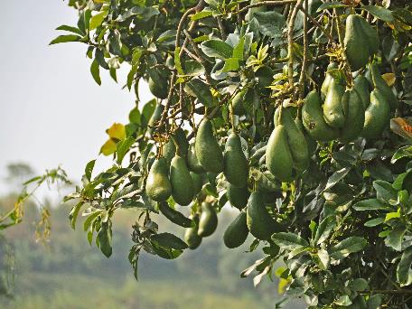 D:\DataFoto\Foto's - Reizen\2016-07-11 Oeganda - Rwanda\12 Lake Papaya Wandeling\Best Of\OERW1834q.jpg