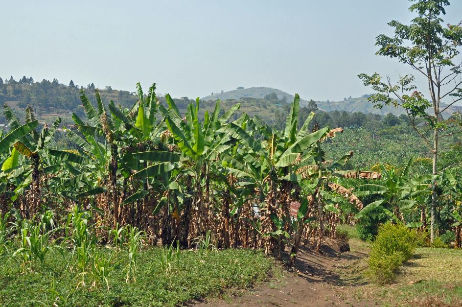 D:\DataFoto\Foto's - Reizen\2016-07-11 Oeganda - Rwanda\12 Lake Papaya Wandeling\Best Of\OERW1850y.jpg