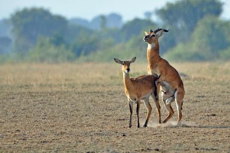 D:\DataFoto\Foto's - Reizen\2016-07-11 Oeganda - Rwanda\14 Queen Elisabeth Safari 1N\Best Of\OERW1902y.jpg