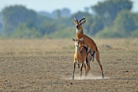 D:\DataFoto\Foto's - Reizen\2016-07-11 Oeganda - Rwanda\14 Queen Elisabeth Safari 1N\Best Of\OERW1903y.jpg