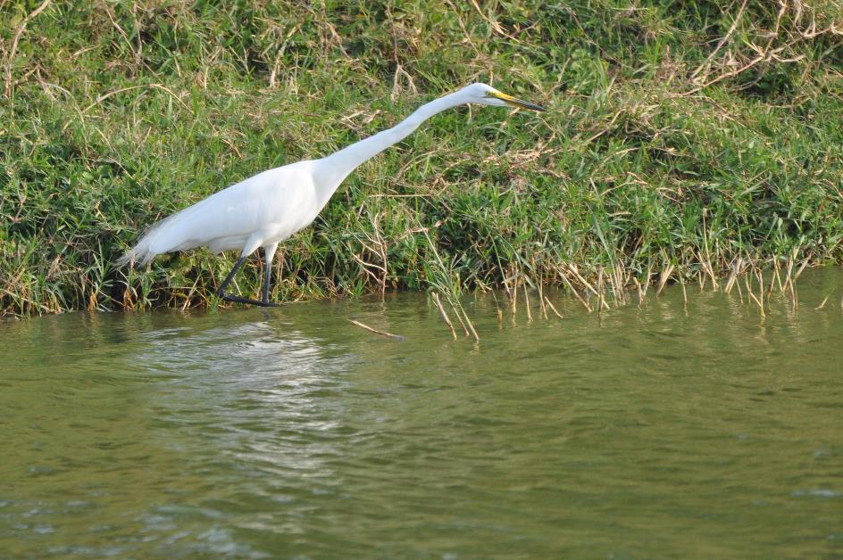 D:\DataFoto\Foto's - Reizen\2016-07-11 Oeganda - Rwanda\17 Queen Elisabeth Bootsafari 2N\Best Of\OERW2527x.jpg