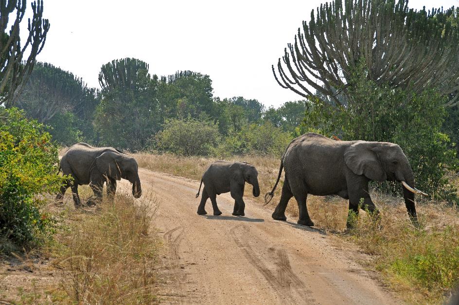 D:\DataFoto\Foto's - Reizen\2016-07-11 Oeganda - Rwanda\18 Queen Elisabeth Safari 3V\Best Of\OERW2626y.jpg