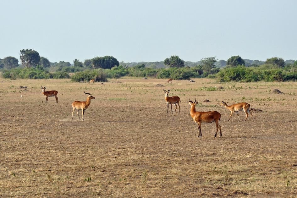 D:\DataFoto\Foto's - Reizen\2016-07-11 Oeganda - Rwanda\14 Queen Elisabeth Safari 1N\Best Of\OERW1898y.jpg