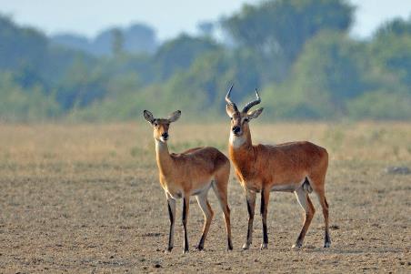 D:\DataFoto\Foto's - Reizen\2016-07-11 Oeganda - Rwanda\14 Queen Elisabeth Safari 1N\Best Of\OERW1900y.jpg