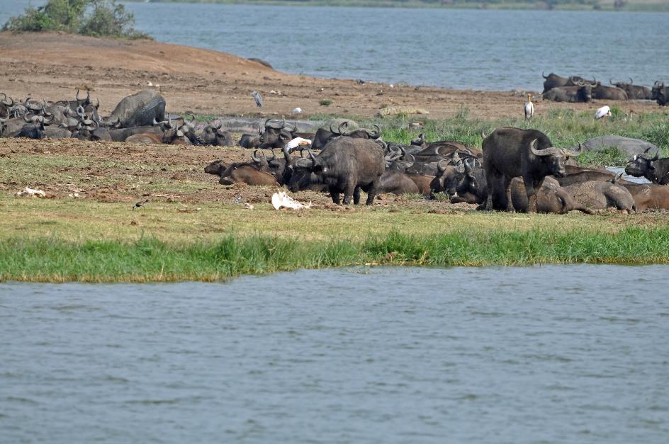 D:\DataFoto\Foto's - Reizen\2016-07-11 Oeganda - Rwanda\16 Mweya Safari Lodge\Best Of\OERW2322y.jpg