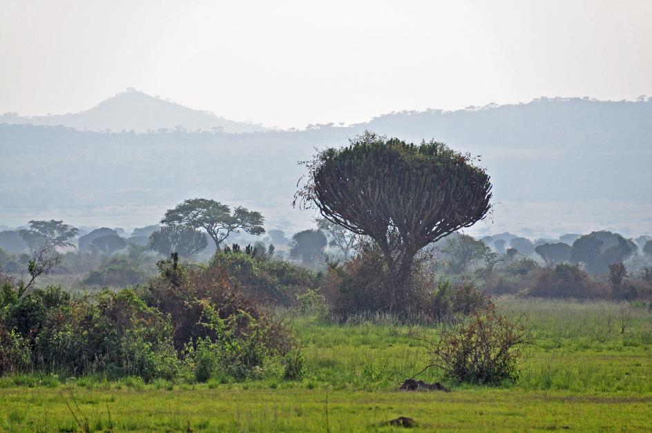 D:\DataFoto\Foto's - Reizen\2016-07-11 Oeganda - Rwanda\14 Queen Elisabeth Safari 1N\Best Of\OERW1886y.jpg