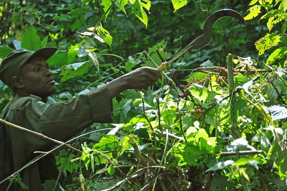 D:\DataFoto\Foto's - Reizen\2016-07-11 Oeganda - Rwanda\20 Bwindi Gorilla Trekking\Best Of\OERW2798y.jpg