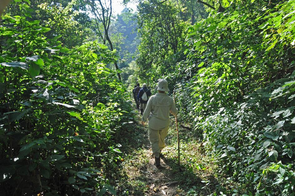 D:\DataFoto\Foto's - Reizen\2016-07-11 Oeganda - Rwanda\20 Bwindi Gorilla Trekking\Best Of\OERW3000y.jpg