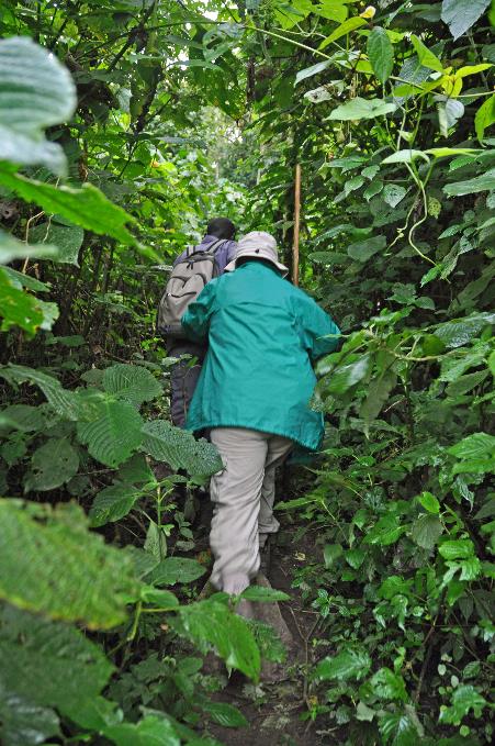 D:\DataFoto\Foto's - Reizen\2016-07-11 Oeganda - Rwanda\20 Bwindi Gorilla Trekking\Best Of\OERW2834s.jpg