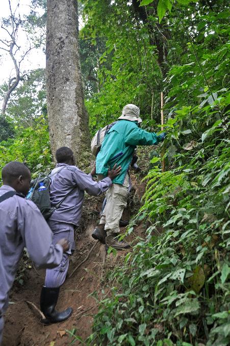 D:\DataFoto\Foto's - Reizen\2016-07-11 Oeganda - Rwanda\20 Bwindi Gorilla Trekking\Best Of\OERW2846y.jpg