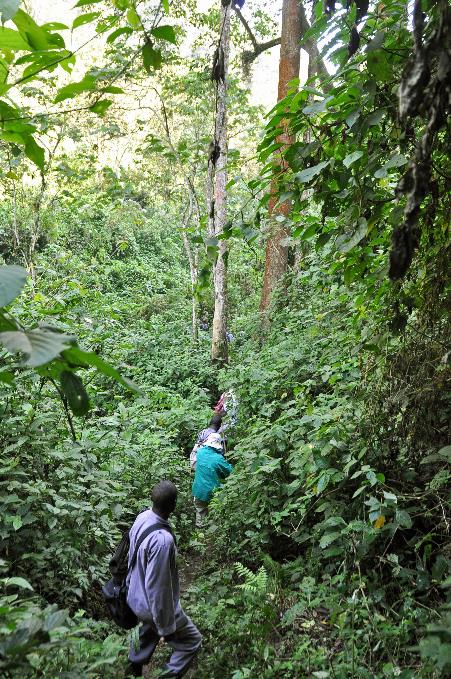 D:\DataFoto\Foto's - Reizen\2016-07-11 Oeganda - Rwanda\20 Bwindi Gorilla Trekking\Best Of\OERW2847y.jpg