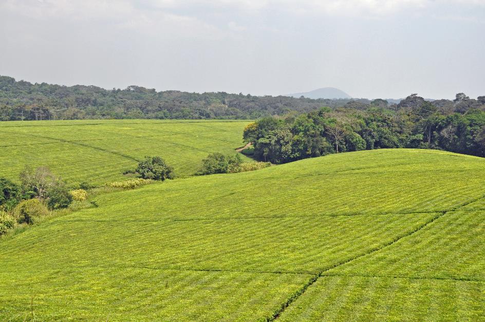 D:\DataFoto\Foto's - Reizen\2016-07-11 Oeganda - Rwanda\19 Naar Lake Mutanda 1\Best Of\OERW2697y.jpg