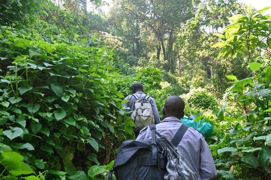 D:\DataFoto\Foto's - Reizen\2016-07-11 Oeganda - Rwanda\20 Bwindi Gorilla Trekking\Best Of\OERW2862y.jpg