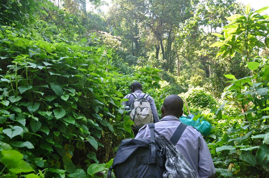 D:\DataFoto\Foto's - Reizen\2016-07-11 Oeganda - Rwanda\20 Bwindi Gorilla Trekking\Best Of\OERW2869y.jpg