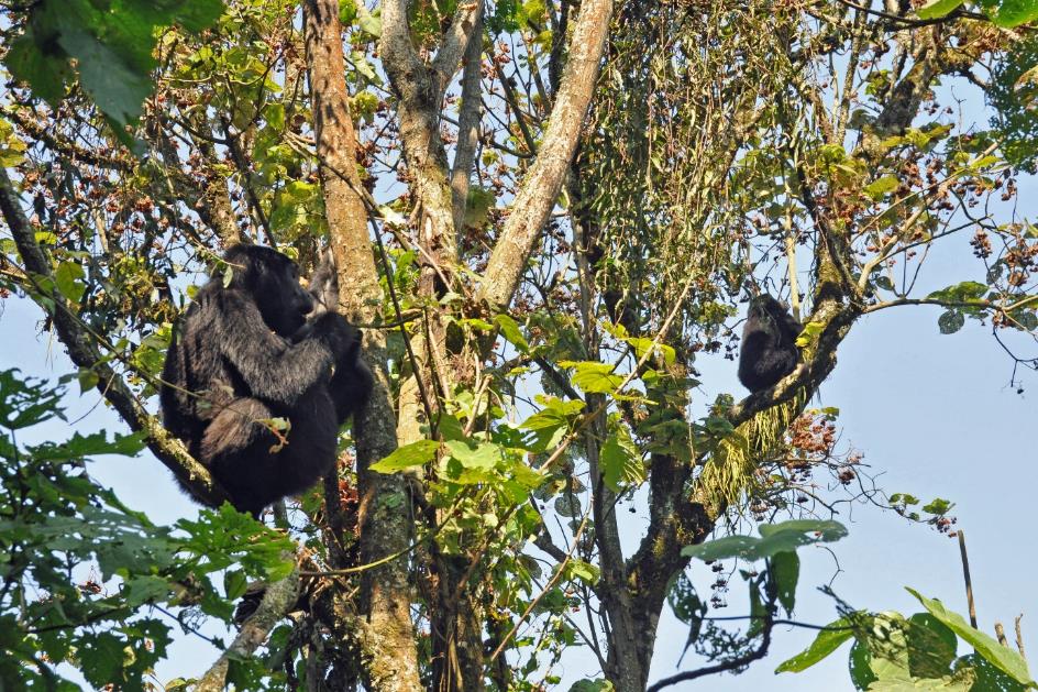 D:\DataFoto\Foto's - Reizen\2016-07-11 Oeganda - Rwanda\20 Bwindi Gorilla Trekking\Best Of\OERW2869y.jpg