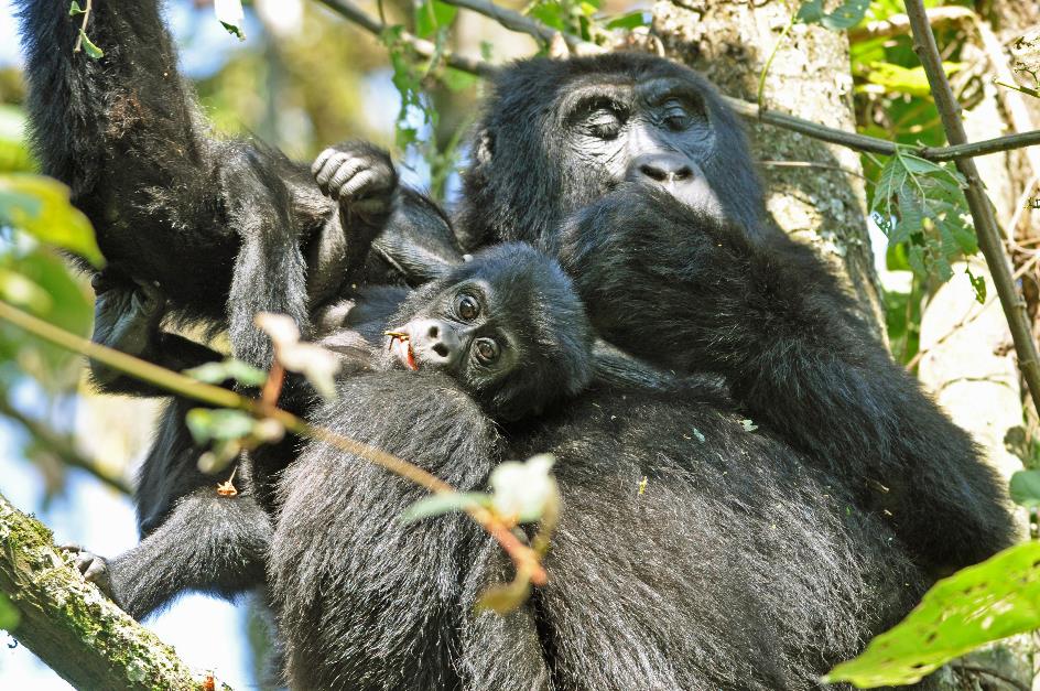 D:\DataFoto\Foto's - Reizen\2016-07-11 Oeganda - Rwanda\20 Bwindi Gorilla Trekking\Best Of\OERW2904y.jpg