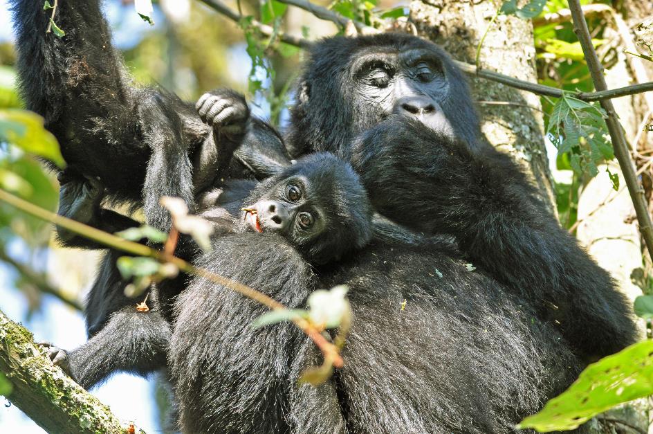 D:\DataFoto\Foto's - Reizen\2016-07-11 Oeganda - Rwanda\20 Bwindi Gorilla Trekking\Best Of\OERW2930y.jpg