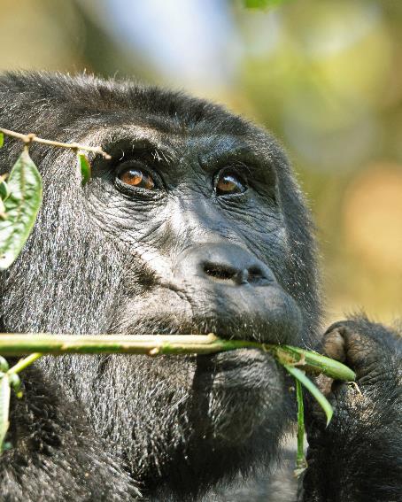 D:\DataFoto\Foto's - Reizen\2016-07-11 Oeganda - Rwanda\20 Bwindi Gorilla Trekking\Best Of\OERW2930y.jpg