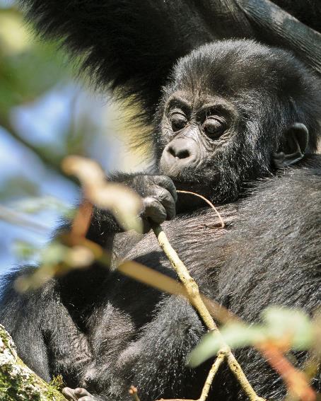D:\DataFoto\Foto's - Reizen\2016-07-11 Oeganda - Rwanda\20 Bwindi Gorilla Trekking\Best Of\OERW2937q.jpg