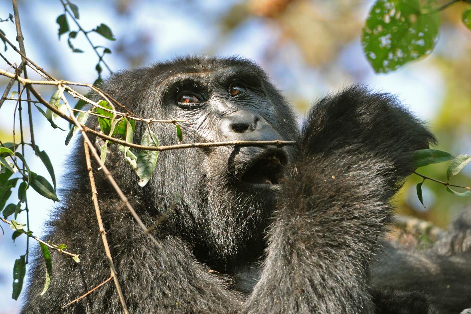 D:\DataFoto\Foto's - Reizen\2016-07-11 Oeganda - Rwanda\20 Bwindi Gorilla Trekking\Best Of\OERW2937q.jpg