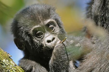 D:\DataFoto\Foto's - Reizen\2016-07-11 Oeganda - Rwanda\20 Bwindi Gorilla Trekking\Best Of\OERW2889y.jpg