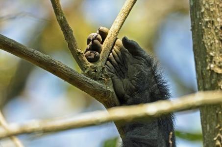 D:\DataFoto\Foto's - Reizen\2016-07-11 Oeganda - Rwanda\20 Bwindi Gorilla Trekking\Best Of\OERW3035y.jpg
