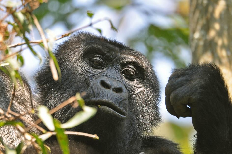 D:\DataFoto\Foto's - Reizen\2016-07-11 Oeganda - Rwanda\20 Bwindi Gorilla Trekking\Best Of\OERW3035y.jpg