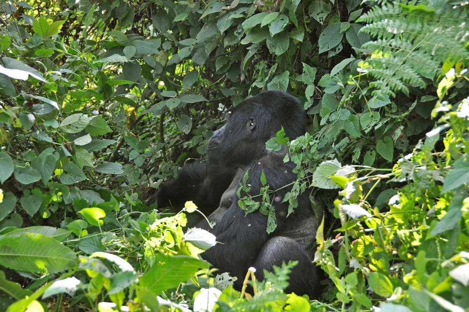 D:\DataFoto\Foto's - Reizen\2016-07-11 Oeganda - Rwanda\20 Bwindi Gorilla Trekking\Best Of\OERW3031y.jpg