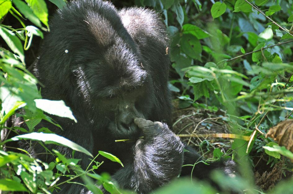 D:\DataFoto\Foto's - Reizen\2016-07-11 Oeganda - Rwanda\20 Bwindi Gorilla Trekking\Best Of\OERW2983y.jpg