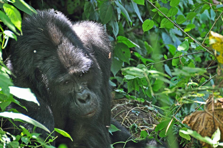 D:\DataFoto\Foto's - Reizen\2016-07-11 Oeganda - Rwanda\20 Bwindi Gorilla Trekking\Best Of\OERW3012y.jpg