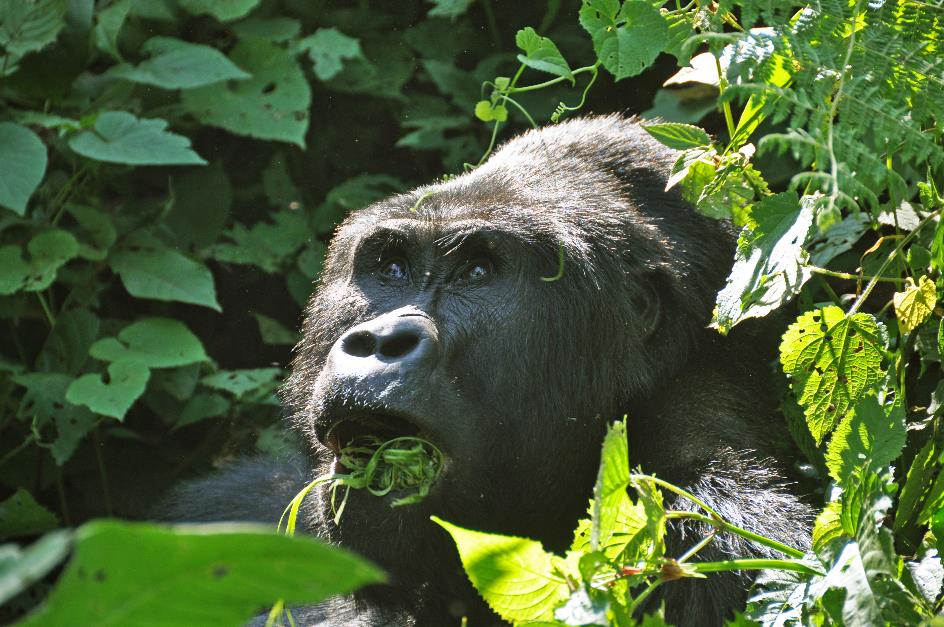 D:\DataFoto\Foto's - Reizen\2016-07-11 Oeganda - Rwanda\20 Bwindi Gorilla Trekking\Best Of\OERW3012y.jpg