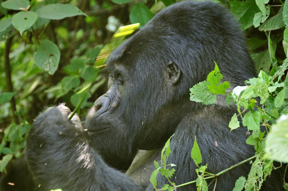 D:\DataFoto\Foto's - Reizen\2016-07-11 Oeganda - Rwanda\20 Bwindi Gorilla Trekking\Best Of\OERW2962y.jpg