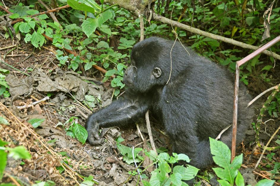 D:\DataFoto\Foto's - Reizen\2016-07-11 Oeganda - Rwanda\20 Bwindi Gorilla Trekking\Best Of\OERW2985y.jpg