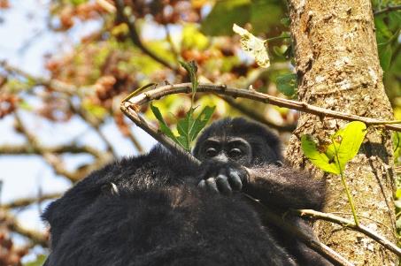 D:\DataFoto\Foto's - Reizen\2016-07-11 Oeganda - Rwanda\20 Bwindi Gorilla Trekking\Best Of\OERW3017y.jpg