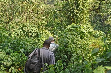 D:\DataFoto\Foto's - Reizen\2016-07-11 Oeganda - Rwanda\20 Bwindi Gorilla Trekking\Best Of\OERW3039y.jpg