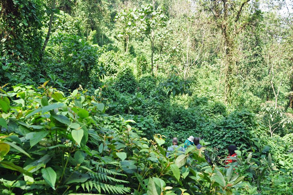 D:\DataFoto\Foto's - Reizen\2016-07-11 Oeganda - Rwanda\20 Bwindi Gorilla Trekking\Best Of\OERW3058y.jpg