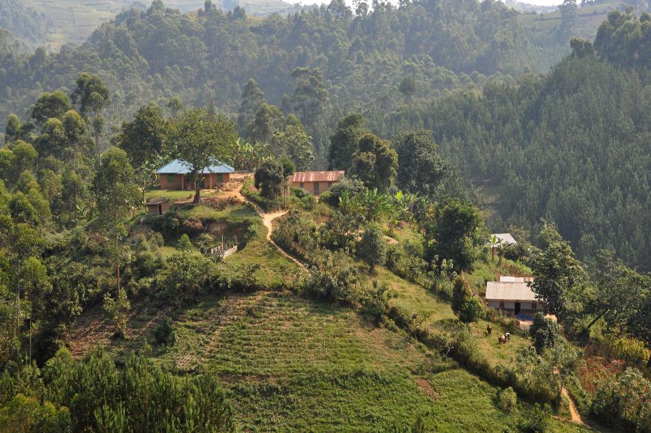 D:\DataFoto\Foto's - Reizen\2016-07-11 Oeganda - Rwanda\20 Bwindi Gorilla Trekking\Best Of\OERW3057y.jpg