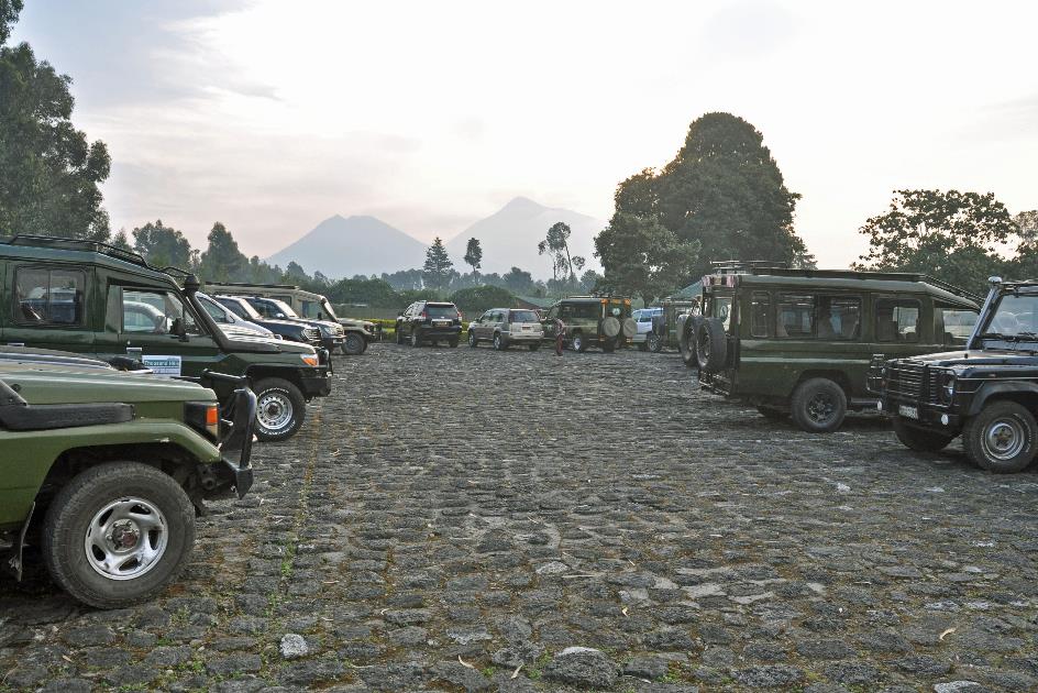 D:\DataFoto\Foto's - Reizen\2016-07-11 Oeganda - Rwanda\26 Virunga Gorilla Trekking\Best Of\OERW3354y.jpg