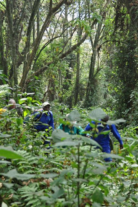 D:\DataFoto\Foto's - Reizen\2016-07-11 Oeganda - Rwanda\26 Virunga Gorilla Trekking\Best Of\OERW3382s.jpg