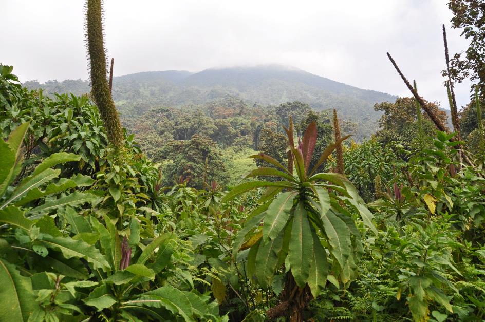 D:\DataFoto\Foto's - Reizen\2016-07-11 Oeganda - Rwanda\26 Virunga Gorilla Trekking\Best Of\OERW3405s.jpg