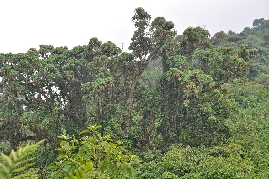 D:\DataFoto\Foto's - Reizen\2016-07-11 Oeganda - Rwanda\26 Virunga Gorilla Trekking\Best Of\OERW3385y.jpg