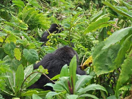 D:\DataFoto\Foto's - Reizen\2016-07-11 Oeganda - Rwanda\26 Virunga Gorilla Trekking\Best Of\OERW3401y.jpg