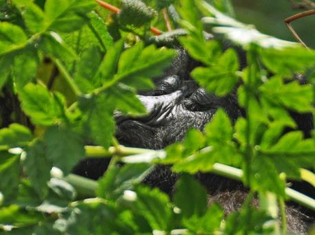 D:\DataFoto\Foto's - Reizen\2016-07-11 Oeganda - Rwanda\26 Virunga Gorilla Trekking\Best Of\OERW3413q.jpg