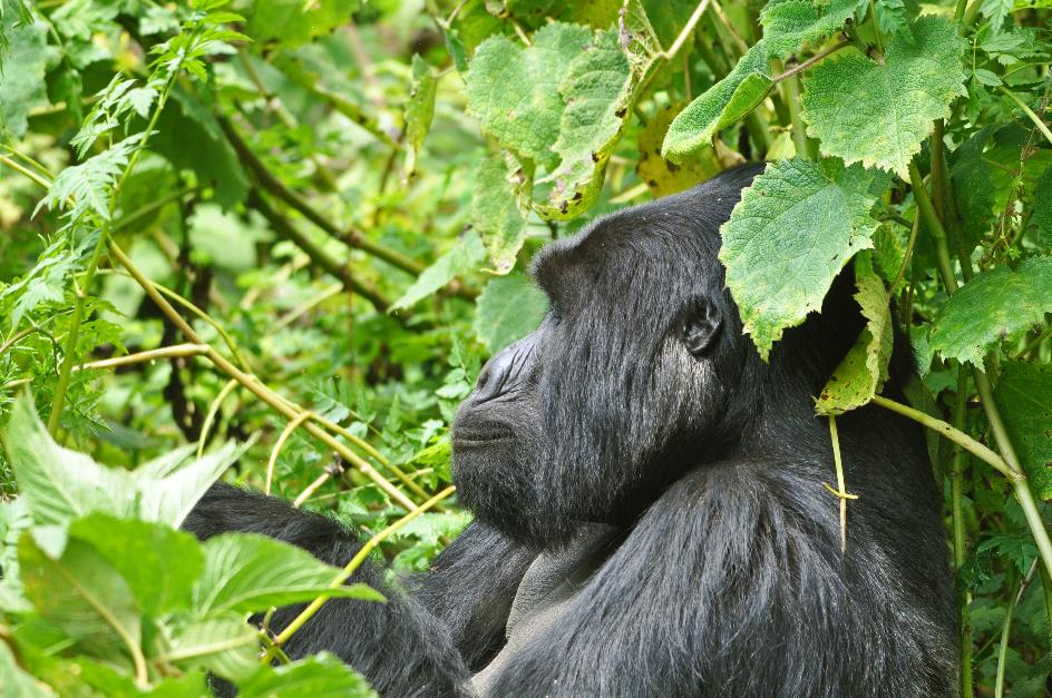 D:\DataFoto\Foto's - Reizen\2016-07-11 Oeganda - Rwanda\26 Virunga Gorilla Trekking\Best Of\OERW3431q.jpg